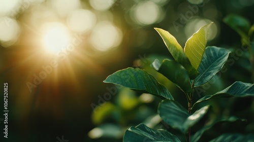 A lush plant is illuminated by the warm, golden rays of sunlight that stream through its vibrant green leaves, capturing the essence of life and vitality. photo