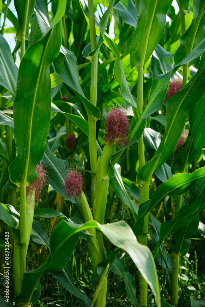 Corn field close up. Selective focus. Green Maize Corn Field Plantation in Summer Agricultural Season.