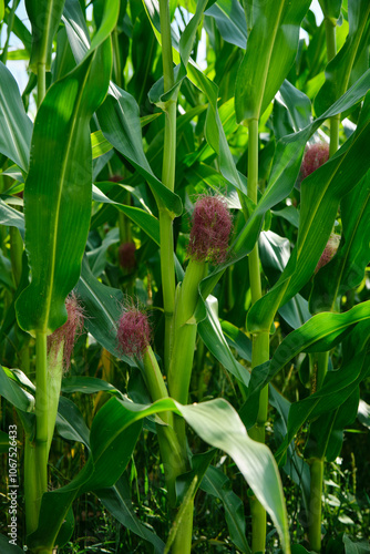 Obraz na płótnie Corn field close up. Selective focus. Green Maize Corn Field Plantation in Summer Agricultural Season. w salonie