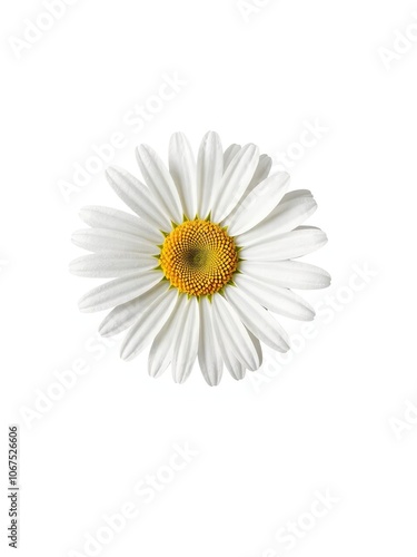 Beautiful daisy flower with white petals and a yellow center isolated on a white background, petal, romance, closeup