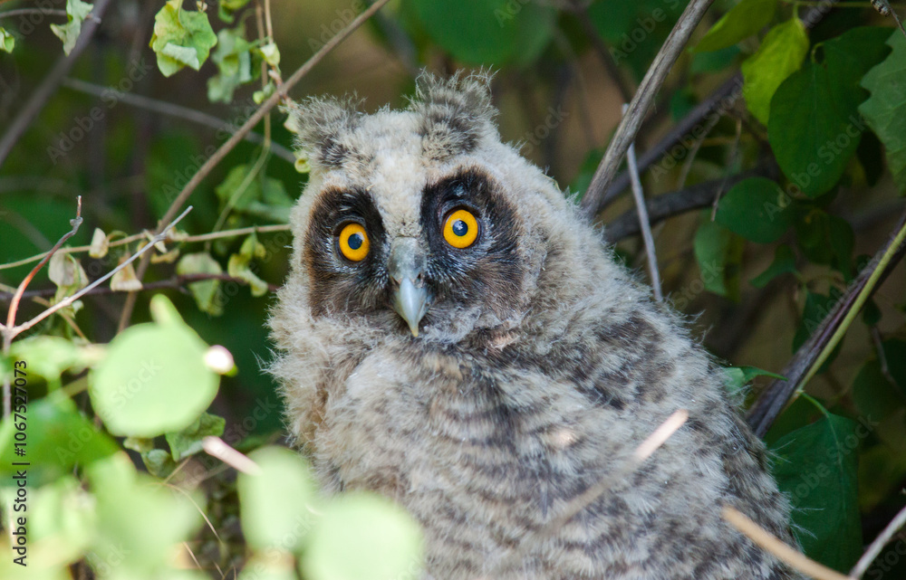 great horned owl great horned owl