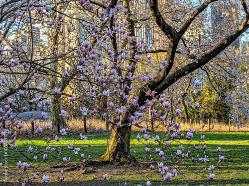 Central Park in spring photo