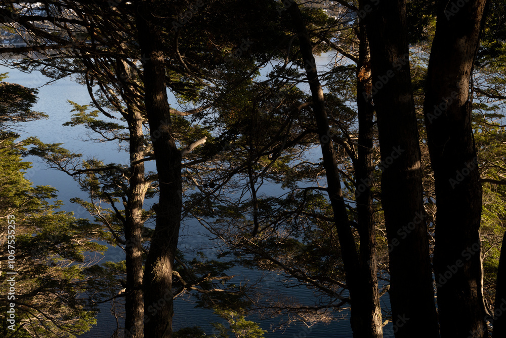 View of the forest, Nothofagus trees silhouette and lake in the mountains in a summer sunny day View of the forest, Nothofagus trees silhouette and lake in the mountains in a summer sunny day
