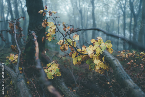 autumn leaves on the tree photo