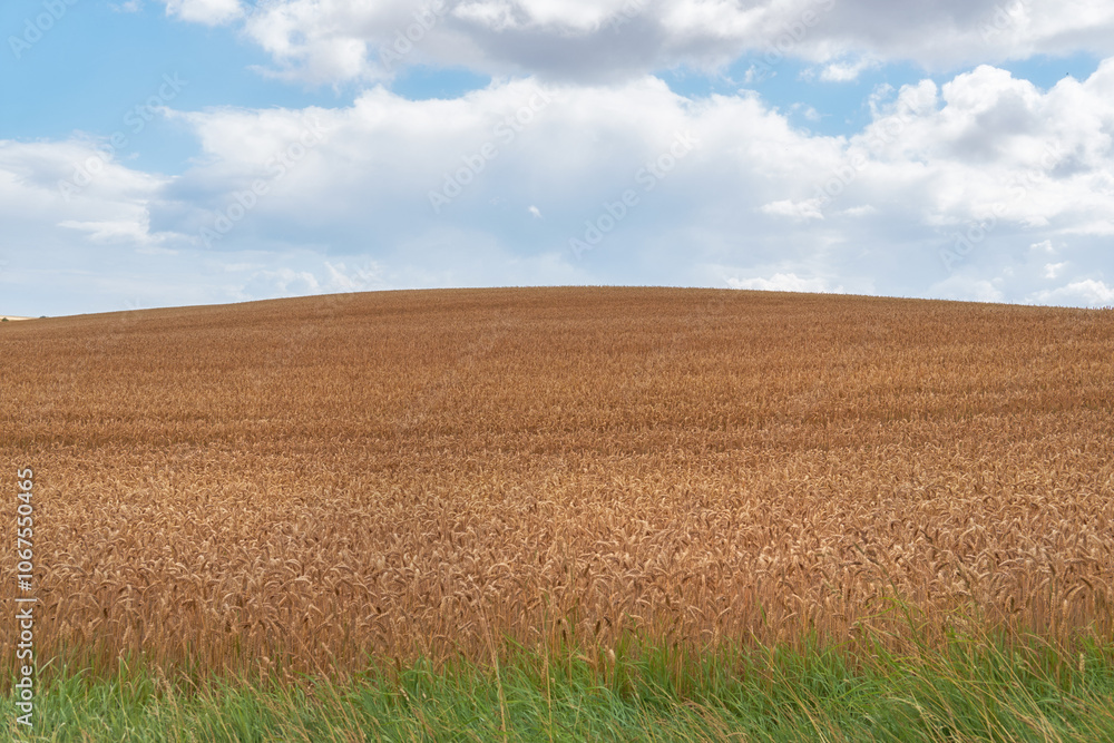 Outdoor, countryside and harvest with environment, blue sky and agriculture. Empty, outside and sustainability with grass, clouds and natural with field, plants and growth with wheat and landscape Outdoor, countryside and harvest with environment, blue sky and agriculture. Empty, outside and sustainability with grass, clouds and natural with field, plants and growth with wheat and landscape
