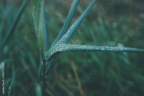 water drops on the grass