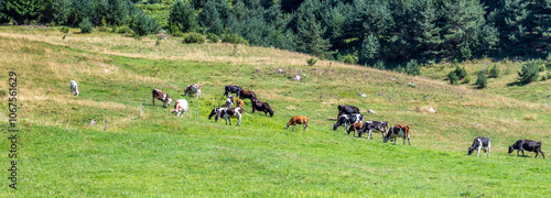 beautiful mountain landscape with grazing cows photo