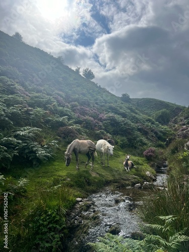 Wild horses and a foal encountered during a hike at Carding Mill Valley, United Kingdom. 