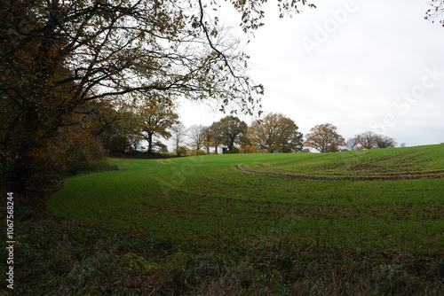 Deutsch-Nienhof Waldrand