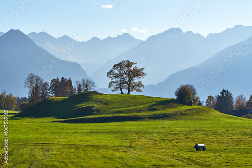 Baum im Oberallgäu bei Oberstdorf
