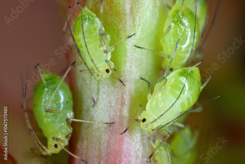 Prickly Lettuce Aphid (Acyrthosiphon lactucae) Insecta. Adult Aphid on Green Leaf. Greenfly or Green Aphid Garden Parasite Insect Pest Macro.
