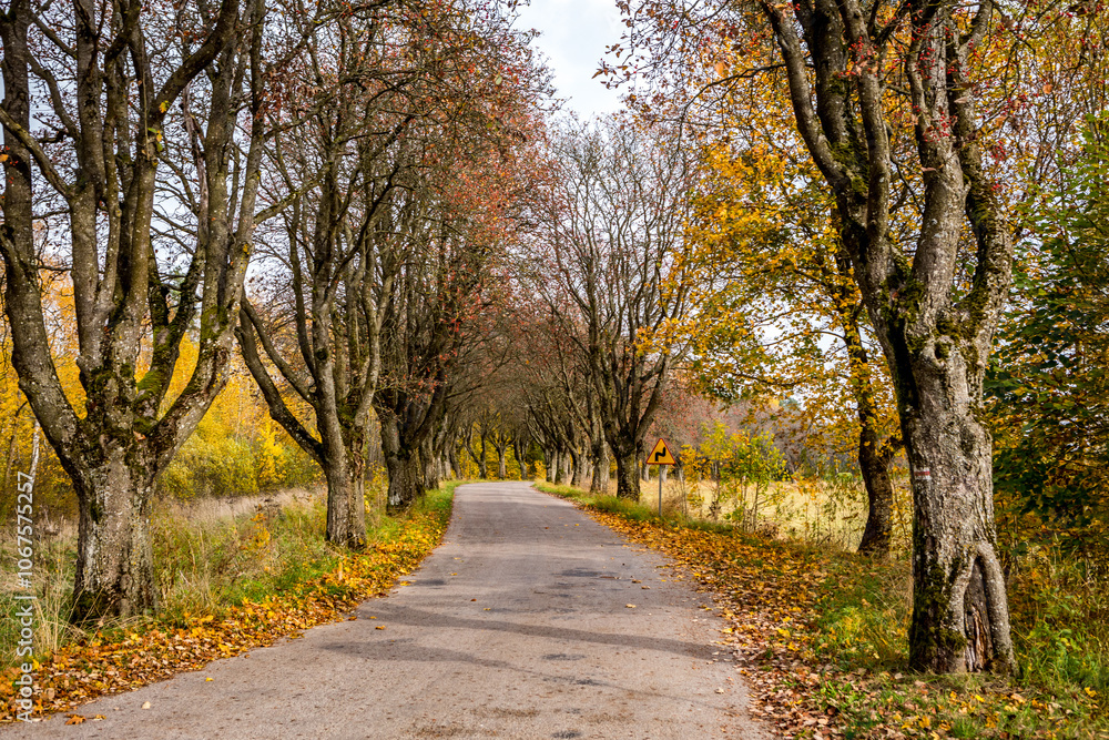Autumn alley on a Polish country road Autumn alley on a Polish country road