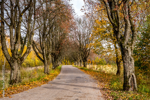 Autumn alley on a Polish country road