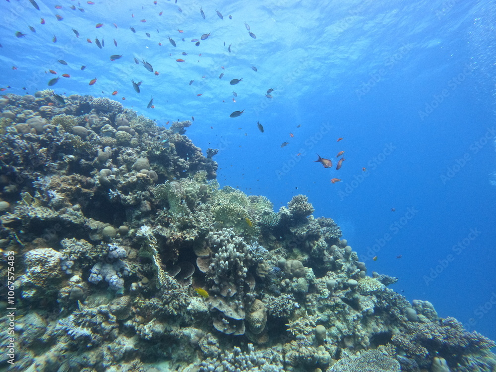 Fototapeta premium Coral reef