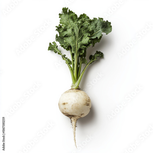 A single fresh turnip, isolated on a white background, showcasing a root vegetable