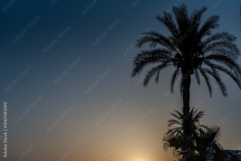 palm silhouette background at sunset in maillorca, spain, with space for your text. palm silhouette background at sunset in maillorca, spain, with space for your text.