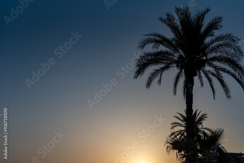 palm silhouette background at sunset in maillorca  spain  with space for your text.