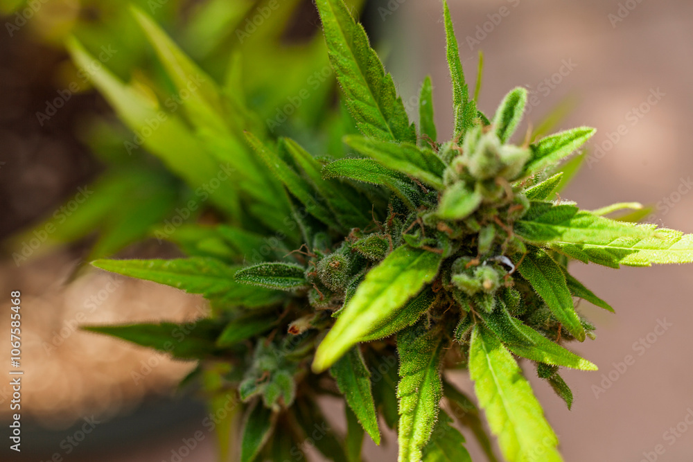 extreme close-up of a flowering marijuana bud extreme close-up of a flowering marijuana bud