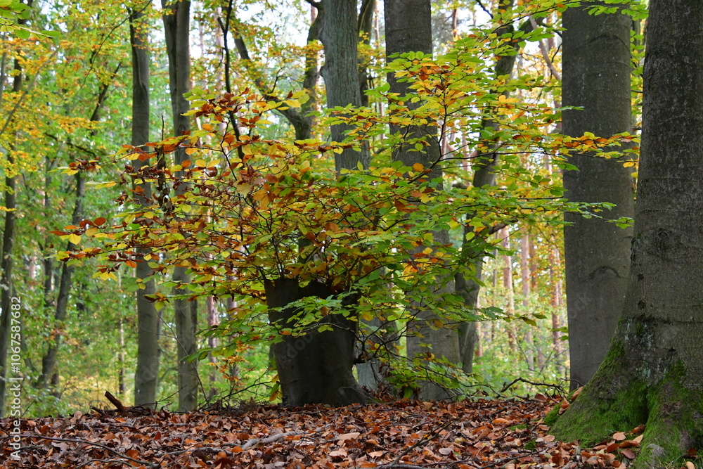 Fototapeta premium neue zweige am baumstumpf einer buche