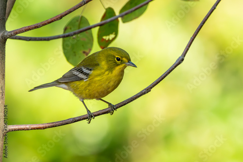 Pine warbler perched on a tree branch photo