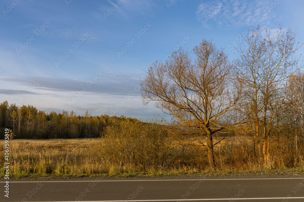 Fototapeta premium A tree stands in a field with a clear blue sky above