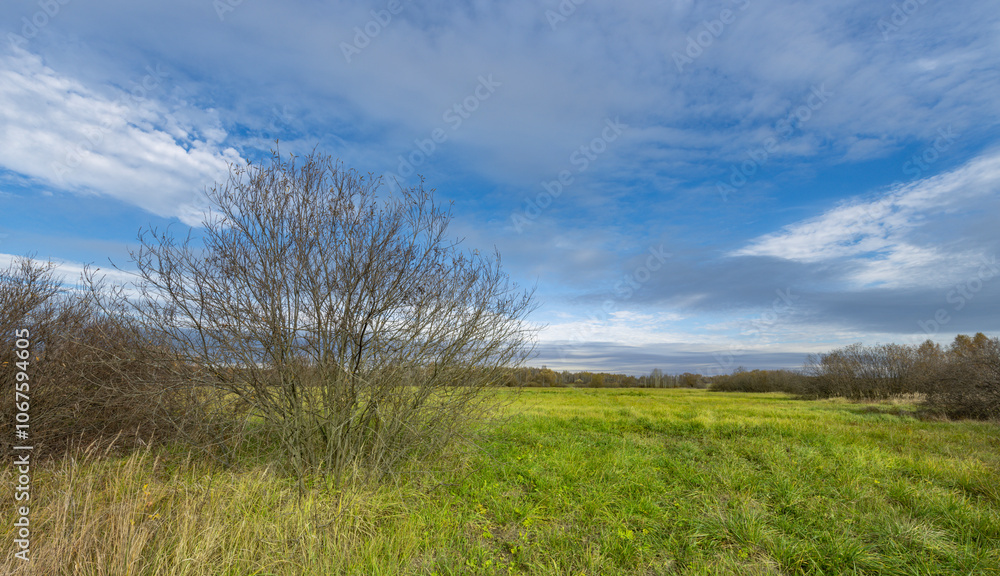 A field with a tree in the middle and a blue sky A field with a tree in the middle and a blue sky