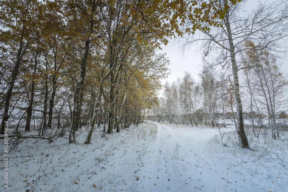 Fototapeta premium trees in the snow