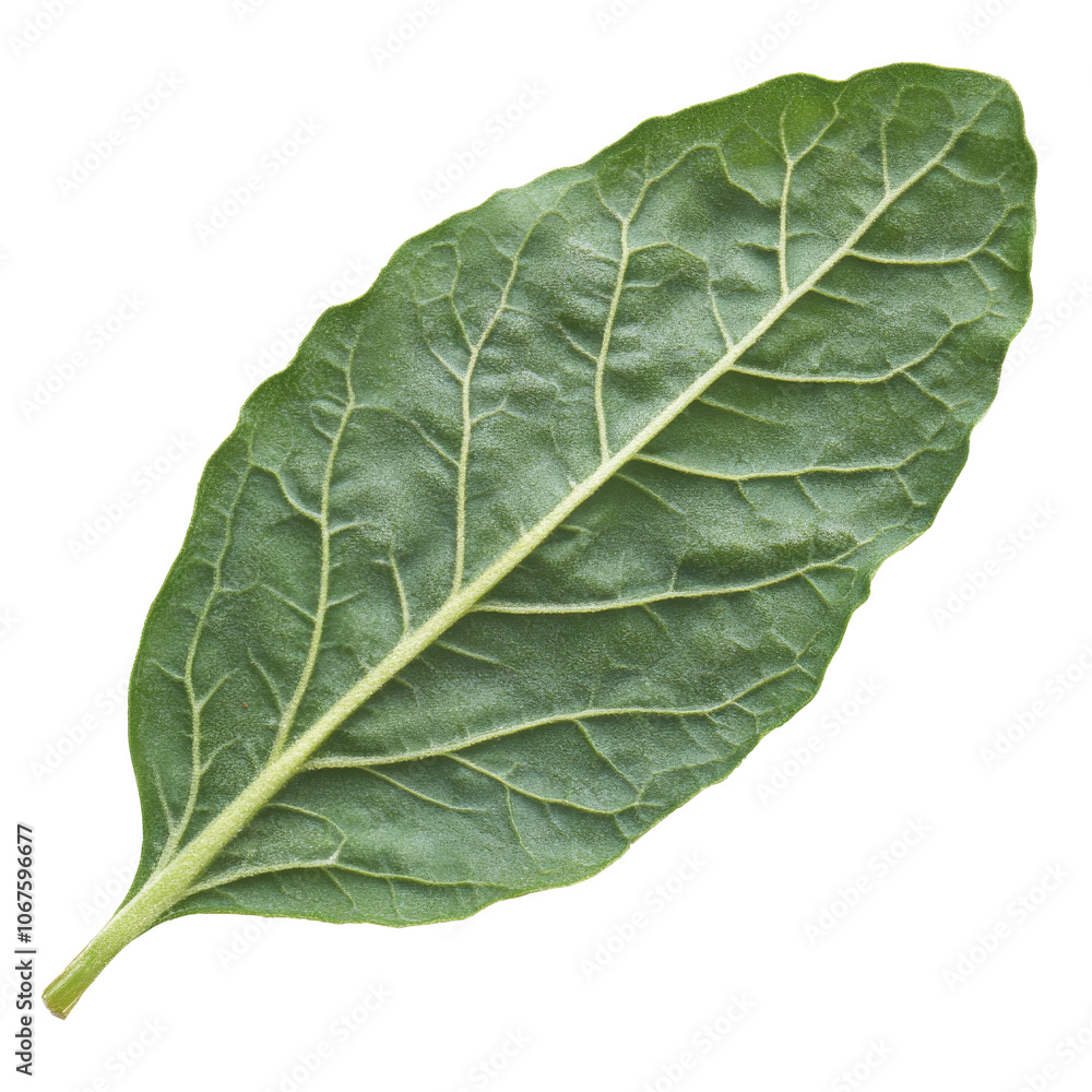 Large green leaf from a bay laurel tree in nature Large green leaf from a bay laurel tree in nature