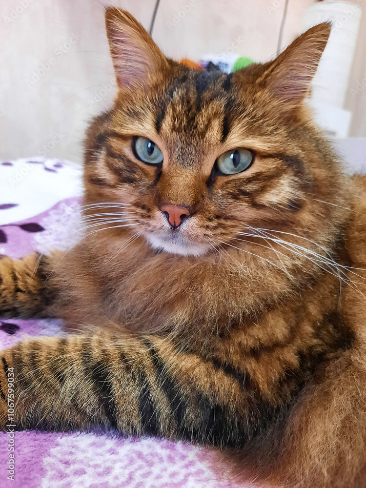 Fierce and Fluffy: Tiger-Striped Cat Shows Off in Stunning Photo. Selective sharpening Fierce and Fluffy: Tiger-Striped Cat Shows Off in Stunning Photo. Selective sharpening