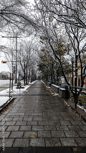 Snow-Covered Leafless Trees in the Heart of Quebec: A City Blanketed in Winter's Pure White
