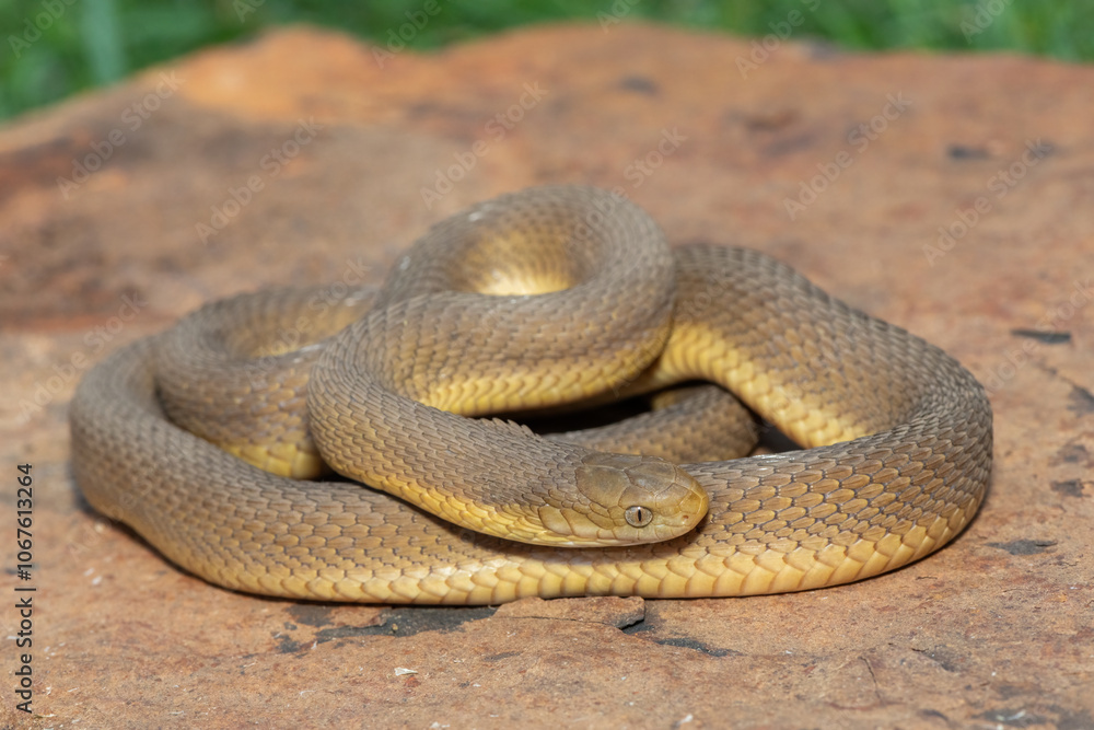 Obraz premium A beautiful adult Southern Brown Egg-eater (Dasypeltis inornata) in the wild