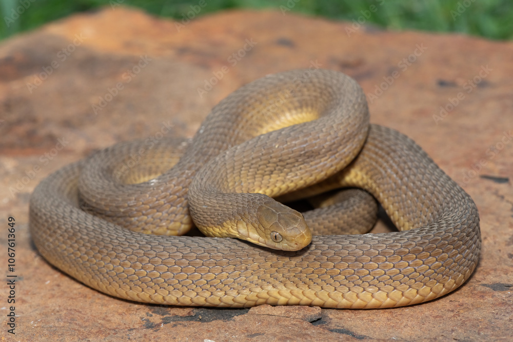Fototapeta premium A beautiful adult Southern Brown Egg-eater (Dasypeltis inornata) in the wild
