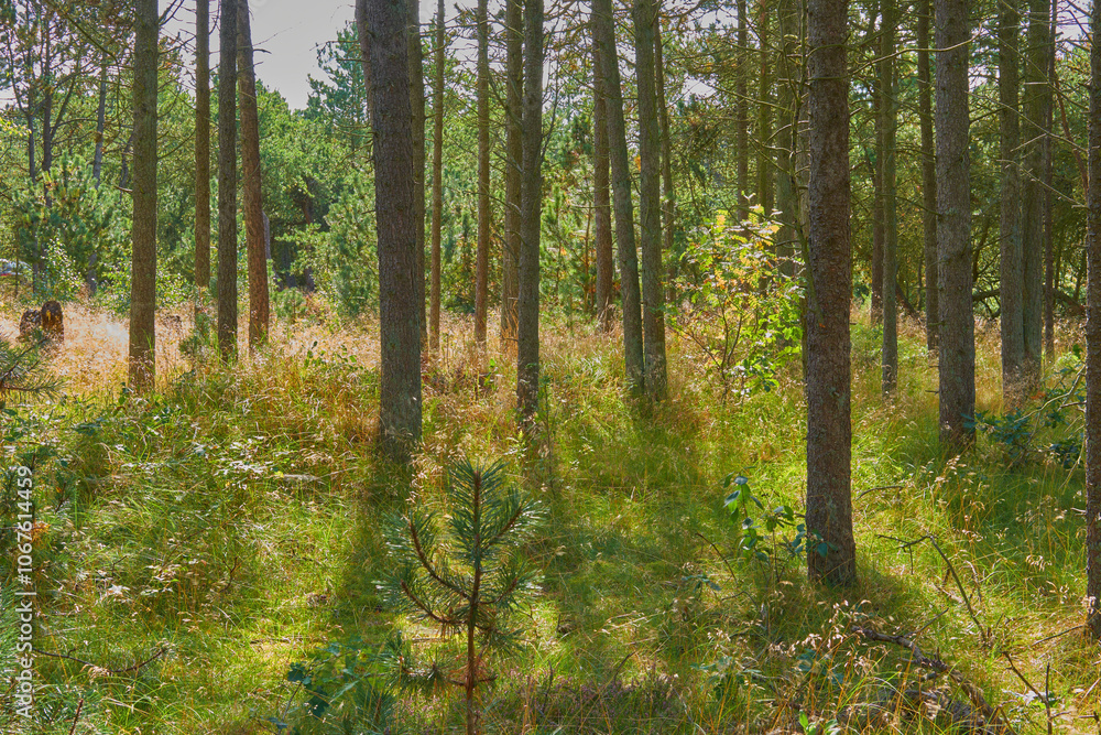 Forest, trees and greenery with grass field of agro landscape, wilderness or bushes in nature. Empty, woods or eco environment with plants or natural growth for sustainable ecosystem in countryside Forest, trees and greenery with grass field of agro landscape, wilderness or bushes in nature. Empty, woods or eco environment with plants or natural growth for sustainable ecosystem in countryside