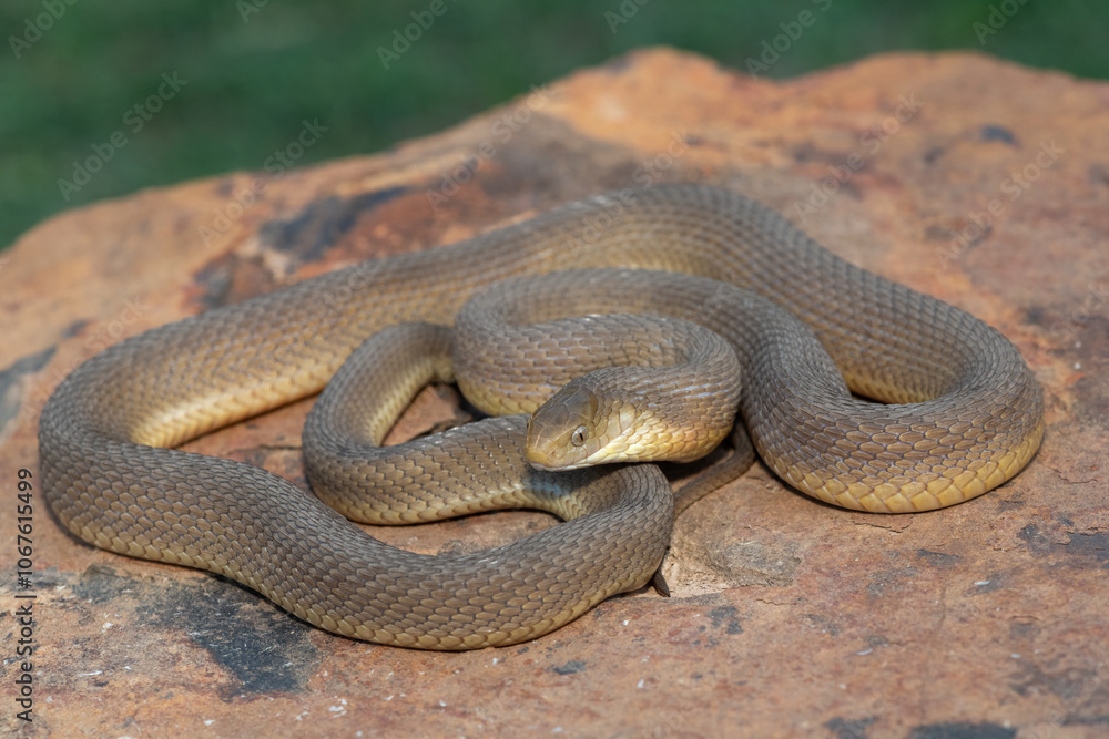 Obraz premium A beautiful adult Southern Brown Egg-eater (Dasypeltis inornata) in the wild