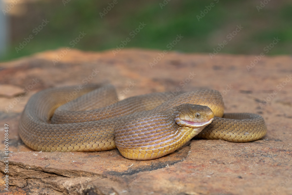 Obraz premium A beautiful adult Southern Brown Egg-eater (Dasypeltis inornata) in the wild