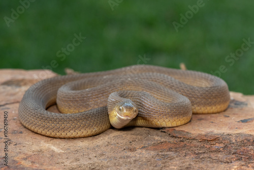 A beautiful adult Southern Brown Egg-eater (Dasypeltis inornata) in the wild photo