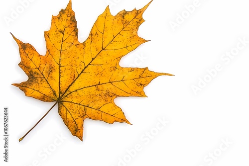 Golden Maple Leaf with Intricate Autumn Details