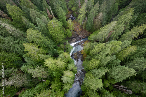 Aerial View of River and Pine Forest in Skykomish Valley in Washington State