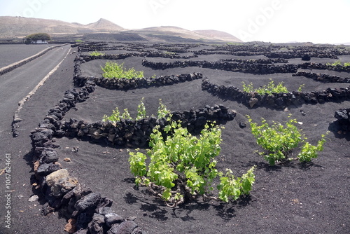 Weinbau auf Lanzarote photo