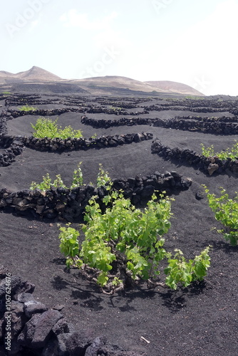 Weinbau auf Lanzarote photo