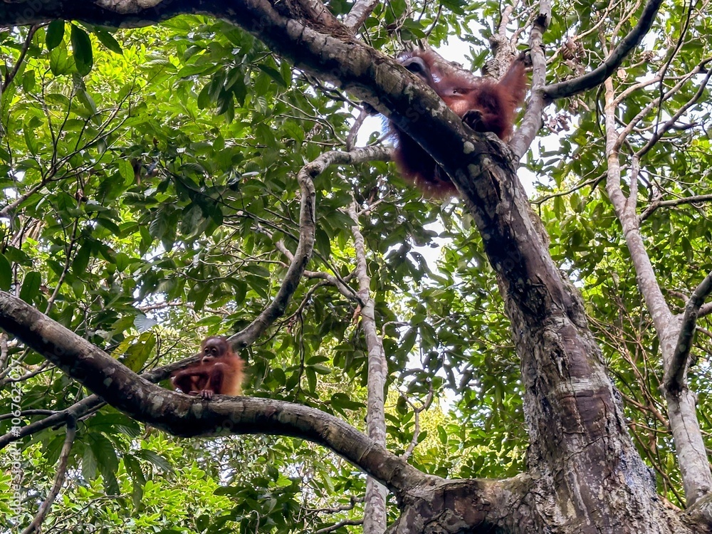Female orangutan with infant in tree Female orangutan with infant in tree
