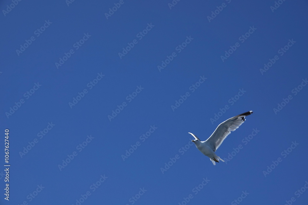 Obraz premium Fliegende Möwe