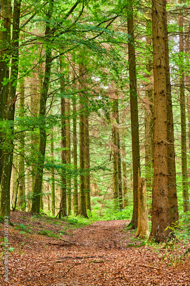 Fototapeta premium Forest, trees or greenery with foliage in path of agro landscape, wilderness or bushes in nature. Empty, woods or eco environment with plant, leaves or natural growth for seasonal change in ecosystem