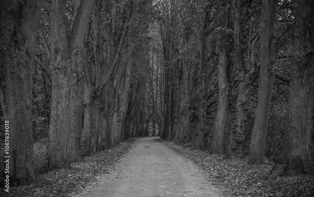 Naklejka premium Path in a fall season wood area.