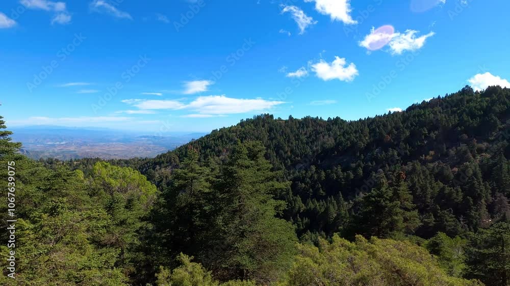 Panoramic view on pine forest on hiking trail to peak Torrecilla, Sierra de las Nieves national park, Andalusia, Spain Panoramic view on pine forest on hiking trail to peak Torrecilla, Sierra de las Nieves national park, Andalusia, Spain