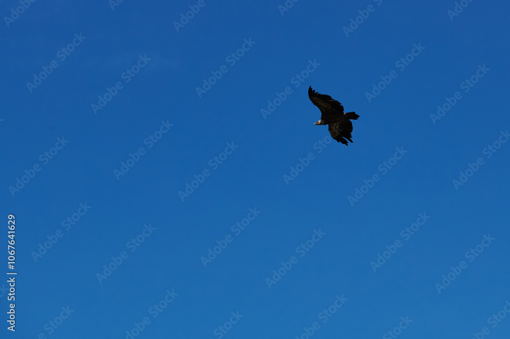 Solitary bird soaring in vibrant clear blue sky Solitary bird soaring in vibrant clear blue sky