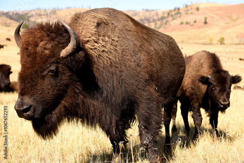 Closeup profile view of a large American Bison and calf in the hills of South Dakota, USA.