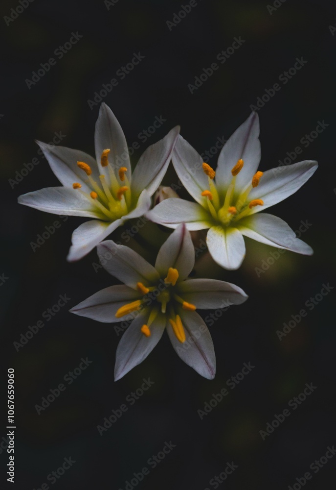 Fototapeta premium Small white flowers blooming