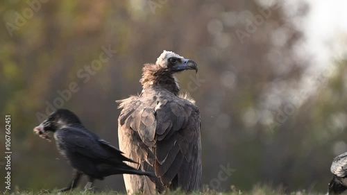 Cinereous vulture Aegypius monachus In the wild. Slow motion. Close up. photo