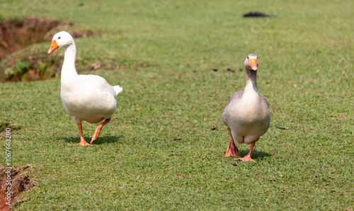 Image taken at Barigui Park in Curitiba, Paraná, Brazil. 